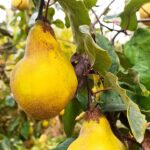 Pigwa – złoto jesiennych sadów