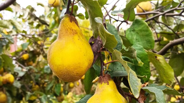 Pigwa – złoto jesiennych sadów