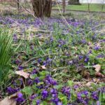 Glosa: Zapach fiołków