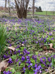 Glosa: Zapach fiołków