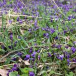 Glosse: Der Duft von Veilchen