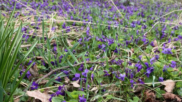 Glosse: Der Duft von Veilchen