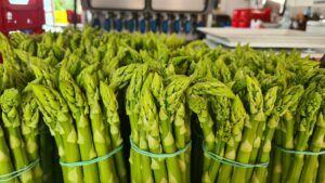 Coraz mniej szparagów w Niemczech