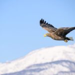 Der Adler auf der Couch. Aber welcher?