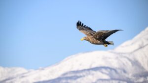 Der Adler auf der Couch. Aber welcher?