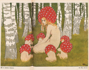 Wenn der Schlesier in den Wald zieht – Pilze, Platten und ein glückliches Händchen